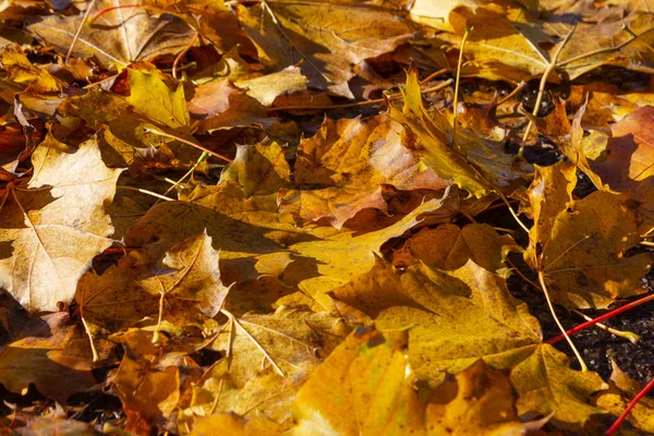 Herbst Blatt buntes Laub — Stockfoto