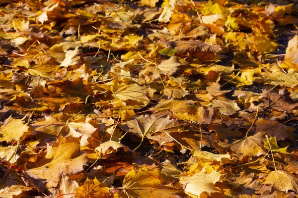 Autumn leaf colorful foliage — Stock Photo, Image