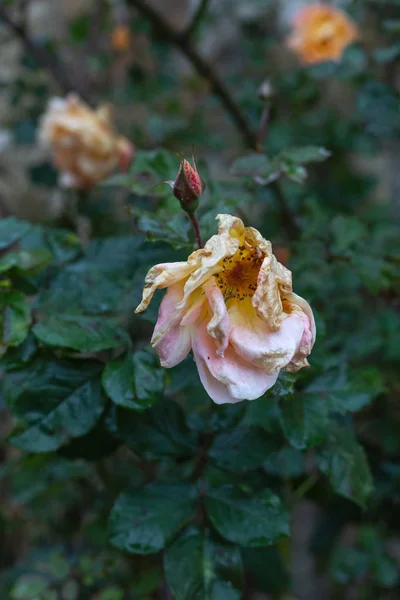 Domek Ogród Róże Kwiaty Jesienią Kroplami Wody Południu Deszcz Południowych — Zdjęcie stockowe