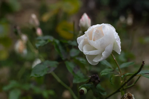 cottage garden rose flowers in fall with waterdrops after rain afternoon in south germany