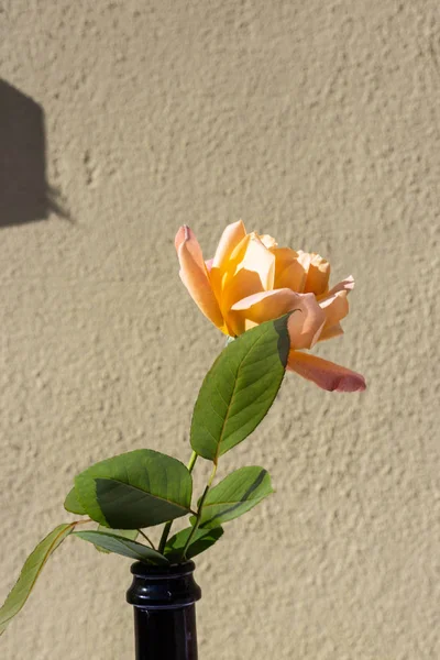 Decoração Rosas Jardim Restaurante Uma Mesa Garrafa — Fotografia de Stock