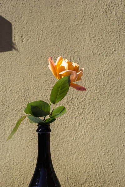 Decoração Rosas Jardim Restaurante Uma Mesa Garrafa — Fotografia de Stock