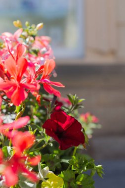 Renkli yaz çiçekleri