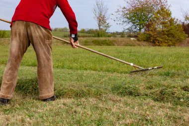 Yaşlı çiftçi çimenleri tırmıklıyor