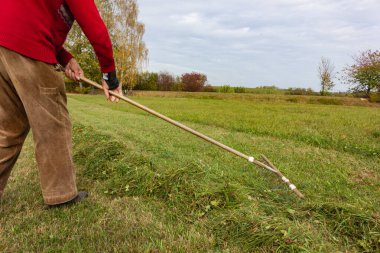 Yaşlı çiftçi çimenleri tırmıklıyor