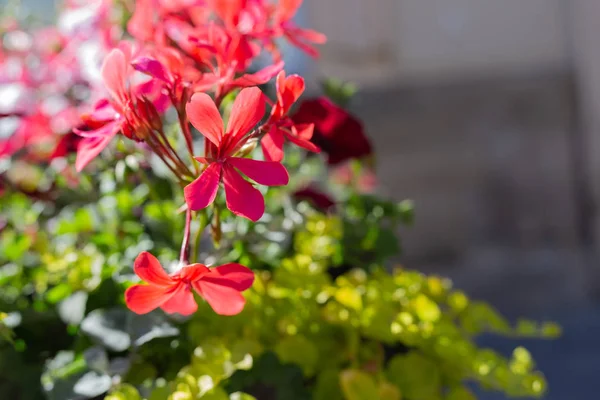 Flores coloridas de verão — Fotografia de Stock