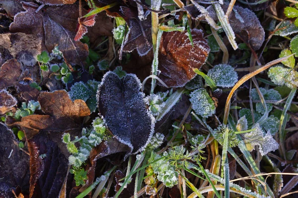 Gefrorene Winterblätter — Stockfoto