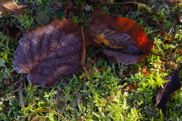 Gefrorene Winterblätter — Stockfoto