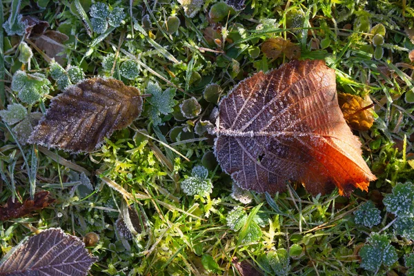 Feuilles d'hiver congelées — Photo