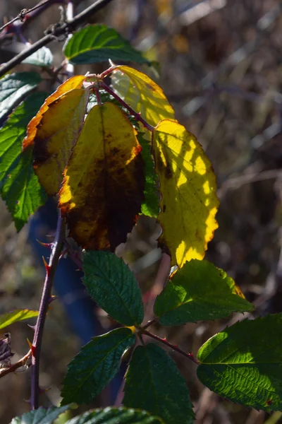 Zima mrożonych liści — Zdjęcie stockowe