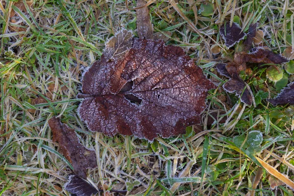 Gefrorene Winterblätter — Stockfoto