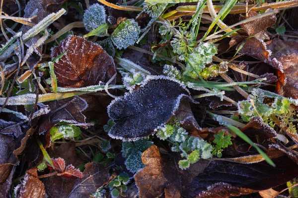 Gefrorene Winterblätter — Stockfoto