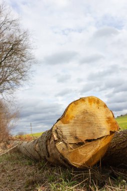 Güney Alman kırsalında, yeşil bir arazide uzun bir ağaç gövdesi.