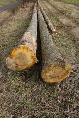 Güney Alman kırsalında, yeşil bir arazide uzun bir ağaç gövdesi.