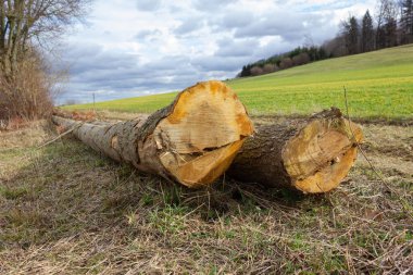 Güney Alman kırsalında, yeşil bir arazide uzun bir ağaç gövdesi.