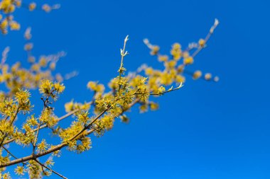 Doğu 'daki renkli çiçekler Güney Almanya' daki kır bahçesinde.