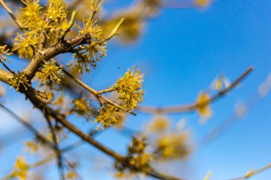 Doğu 'daki renkli çiçekler Güney Almanya' daki kır bahçesinde.
