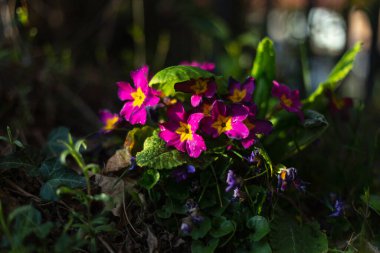 Doğu 'daki renkli çiçekler Güney Almanya' daki kır bahçesinde.