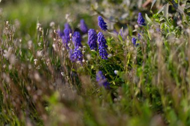 Doğu 'daki renkli çiçekler Güney Almanya' daki kır bahçesinde.