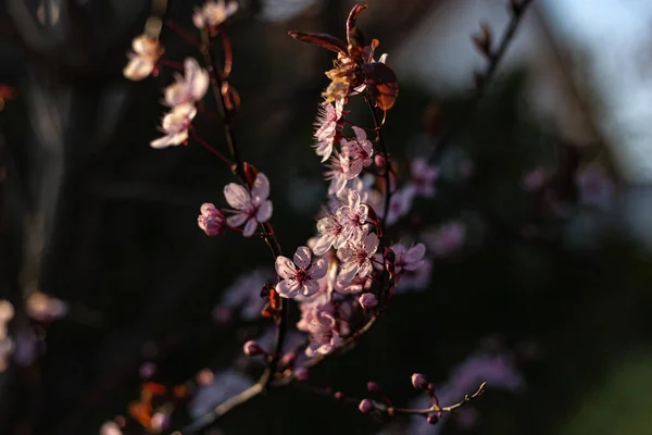 Fleurs Colorées Est Jardin Campagne Allemagne Sud — Photo