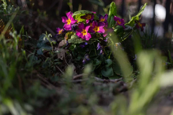 Fleurs Colorées Est Jardin Campagne Allemagne Sud — Photo