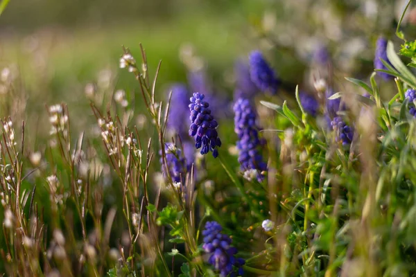 Fleurs Colorées Est Jardin Campagne Allemagne Sud — Photo