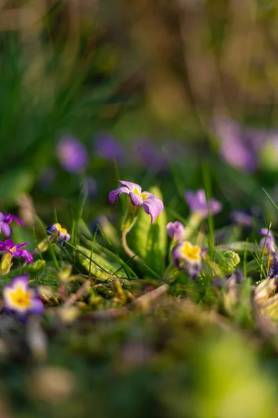 Bunte Blumen Der Ostseite Des Landschaftsparks Süddeutschland — Stockfoto