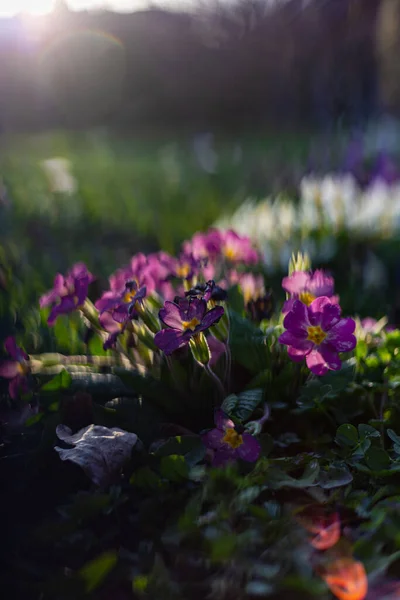 Colorful Flowers Eastern Countryside Garden South Germany — Stock Photo, Image