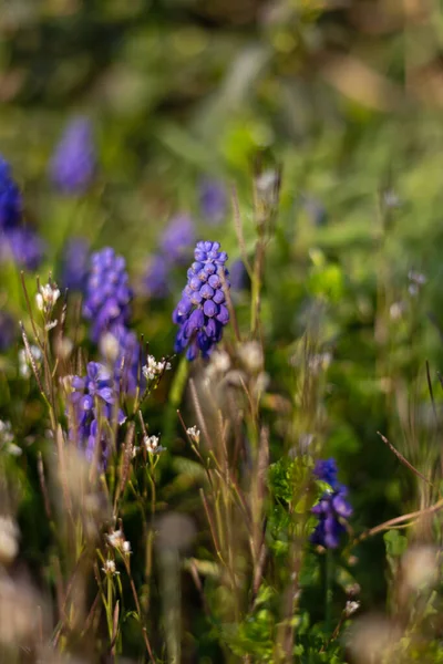 Flores Coloridas Leste Jardim Rural Sul Alemanha — Fotografia de Stock