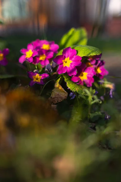 Flores Coloridas Leste Jardim Rural Sul Alemanha — Fotografia de Stock