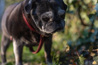 Siyah pug şehri güneşli bir akşamda yürüyor