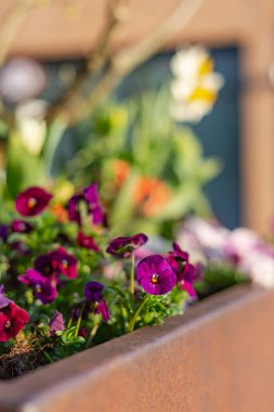 Doğu mevsiminde renkli çiçekler Güney Almanya 'daki kırsal şehir bahçesinde