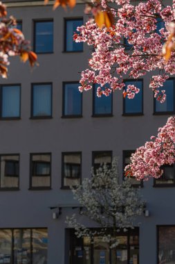 Doğu mevsiminde Güney Almanya 'da badem çiçek açar.