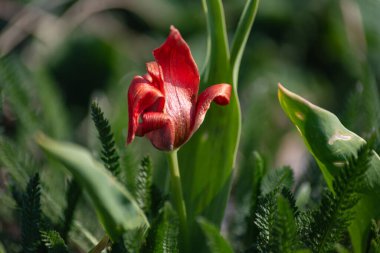 Doğu mevsiminde renkli çiçekler Güney Almanya 'daki kırsal şehir bahçesinde