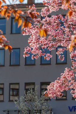 Doğu mevsiminde Güney Almanya 'da badem çiçek açar.