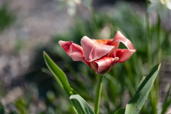 Fiori Colorati Nella Stagione Orientale Campagna Giardino Della Città Nel — Foto Stock