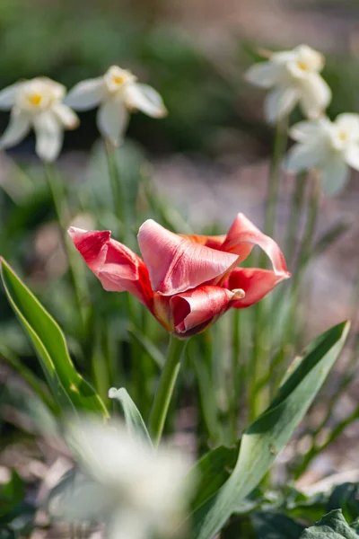 Színes Virágok Keleti Évszakban Vidéki Városi Kertben Dél Németországban — Stock Fotó