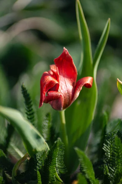Πολύχρωμα Λουλούδια Στην Ανατολική Εποχή Στην Ύπαιθρο Κήπο Της Πόλης — Φωτογραφία Αρχείου