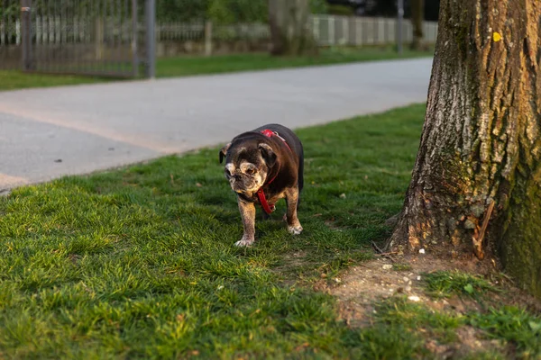 Negro Pug Ciudad Caminar Soleado Tarde — Foto de Stock