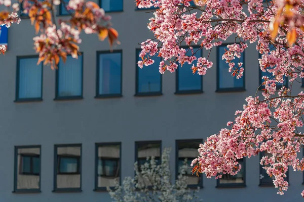 Flor Almendra Ciudad Del Sur Alemania Temporada Este — Foto de Stock