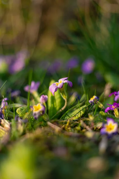 Bunte Blumen Vor Ostern Landhausgarten Süddeutschland — Stockfoto