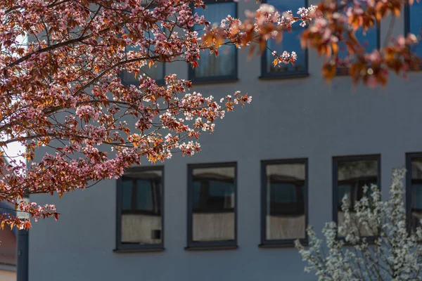 Flor Almendra Ciudad Del Sur Alemania Temporada Este — Foto de Stock