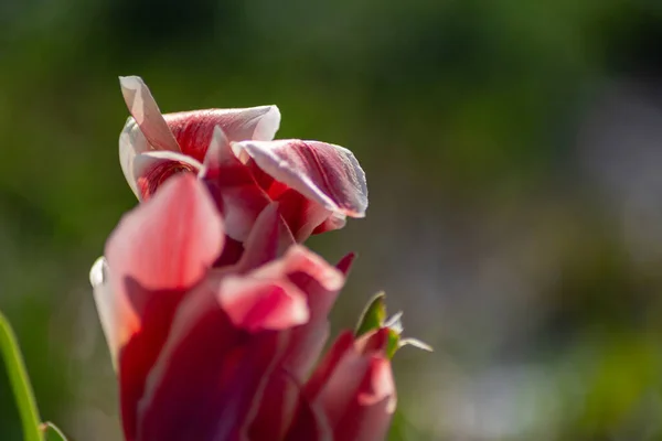 Fleurs Colorées Saison Orientale Campagne Jardin Ville Allemagne Sud — Photo