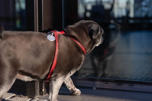 Negro Pug Ciudad Caminar Soleado Tarde — Foto de Stock