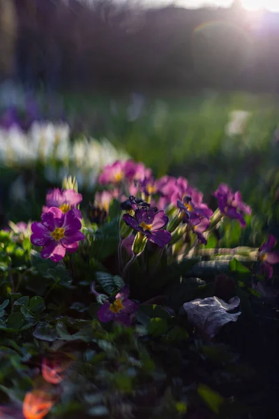 Colorful Flowers Eastern Countryside Cottage Garden South Germany — Stock Photo, Image