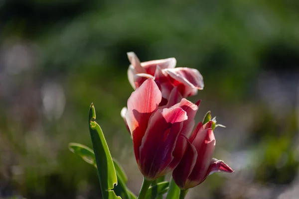 Кольорові Квіти Сході Сільському Городі Південній Папороті — стокове фото