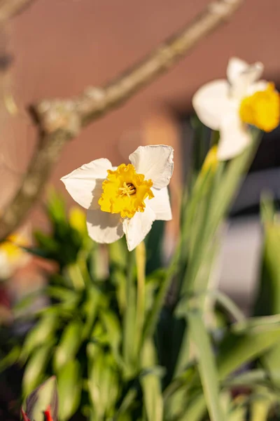 南ドイツの田舎町の庭で東の季節に咲く色とりどりの花 — ストック写真