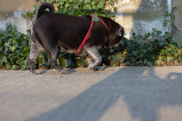 Negro Pug Ciudad Caminar Soleado Tarde — Foto de Stock