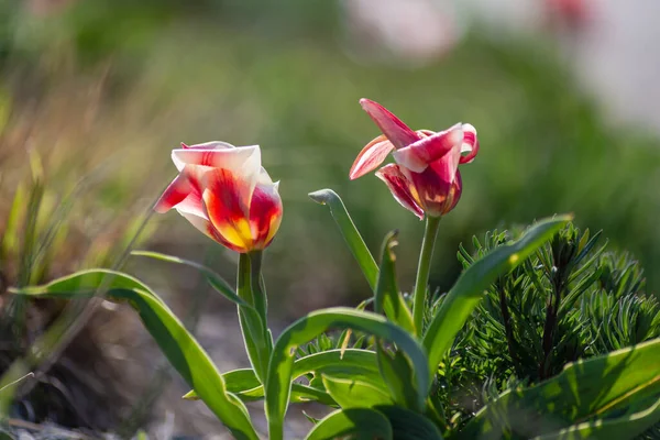 Πολύχρωμα Λουλούδια Στην Ανατολική Εποχή Στην Ύπαιθρο Κήπο Της Πόλης — Φωτογραφία Αρχείου