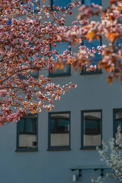 Flor Almendra Ciudad Del Sur Alemania Temporada Este — Foto de Stock